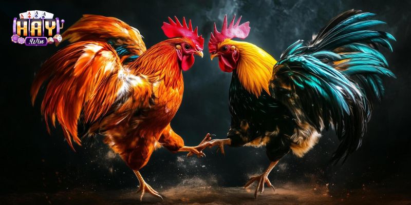 Đá Gà – Môn Giải Trí Thu Hút Hàng Ngàn Cược Thủ